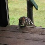 1519 Loongana Road, Loongana, TAS 7315